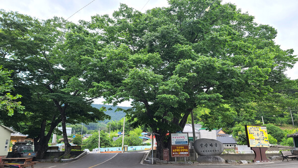 마을 입구 390년 된 느티나무