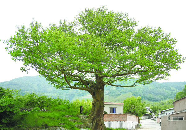옥곡 장동리 팽나무