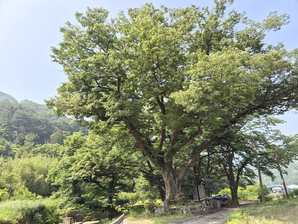덕촌 마을 입구 느티나무 세 그루