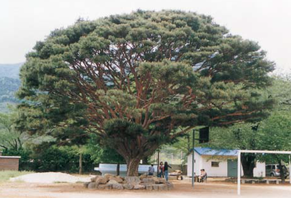 2005년 광양시지에 실린 옛 봉강북초등학교 운동장에 서 있는 소나무 복사