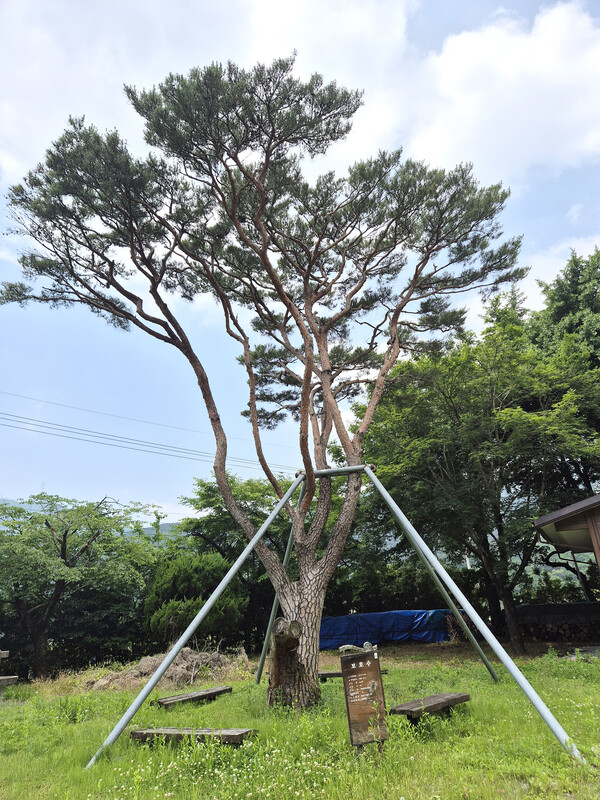 옛 봉강북초등학교 운동장에 서있는 소나무