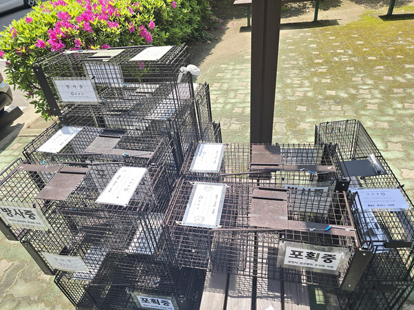 고양이 TNR(중성화)를 위해 포획틀을 설치한 주민들과 강씨