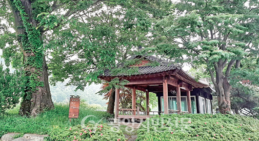 신촌마을 당산나무와 정자