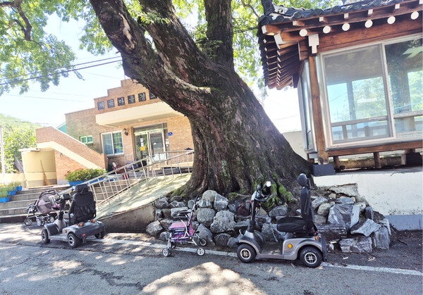 경모정 앞 300살 푸조나무 아래 보행 보조기