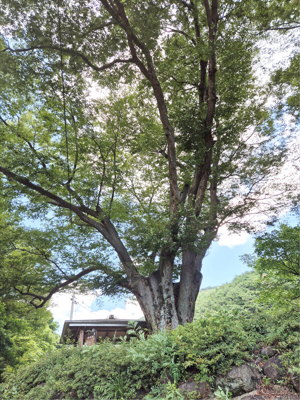200여 년 된 느티나무