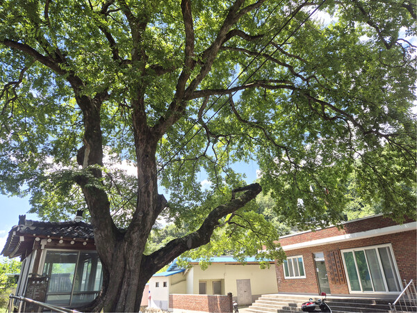 하늘을 덮은 마을 당산나무, 푸조나무