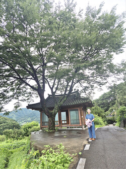 부현마을 당산나무와 최인숙 이장님