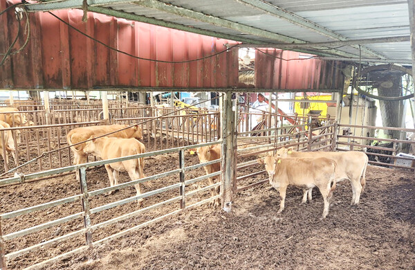 눈맞춤 하는 부현의 소