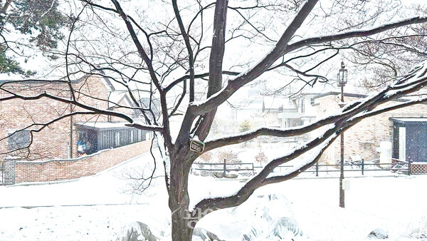 눈 내린 날 서어나무와 마을 풍경