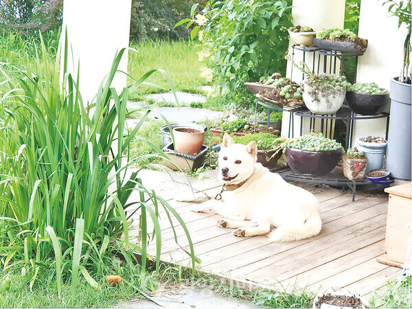도솔마을 흰둥이