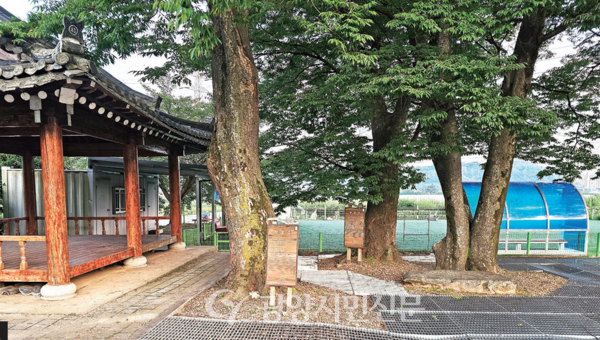 마을 입구에 있는 정 자, 느티나무 네 그루, 게이트볼장