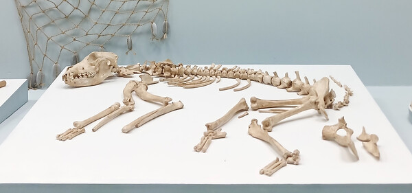 2011년, 광양 오사리 돈탁마을 신석시시대 패총에서 발굴된 ‘돈탁이’ 유골