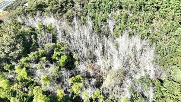 진상면의 대나무군락이 집단 고사해 하얗게 변해 있다.